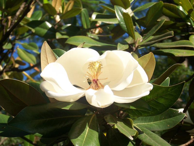 Engulfed in Purity