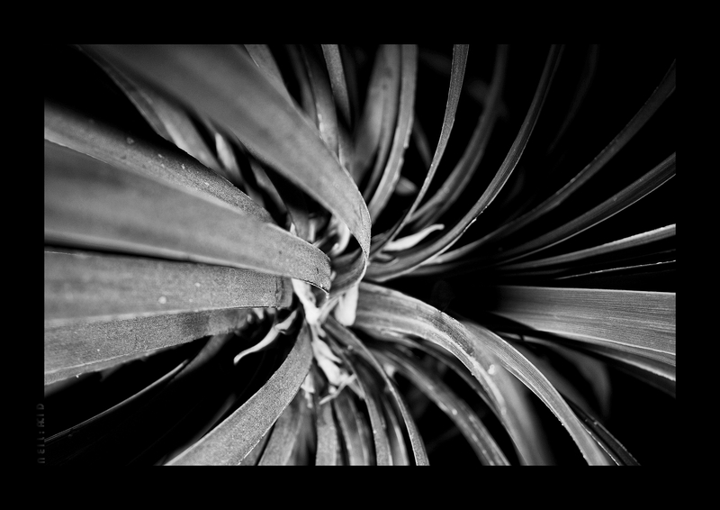 Flora